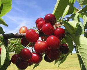 59417-cherry-frute.jpg