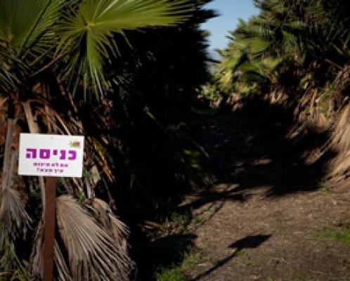 מבוך הדקלים באיילת השחר