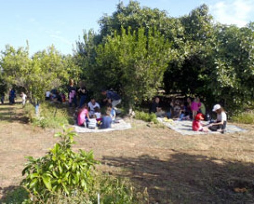 קטיף עצמי קלמנטינות